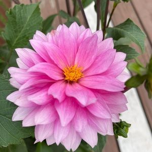 Meet your Posher, Taylor